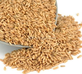 克旗莜麥 草原上的營養珍饈