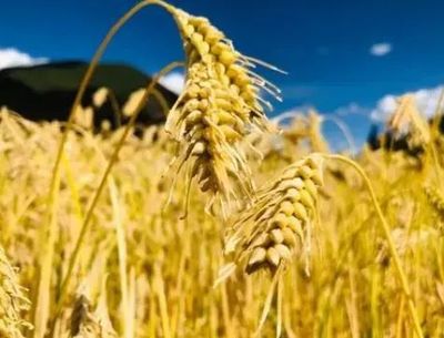 探秘藏域NO.79 藏式素食中的養(yǎng)生之道——加工谷物產(chǎn)品的智慧