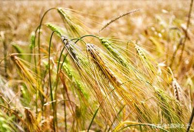 雪域之魂 青稞與藏族谷物加工文化的千年傳承