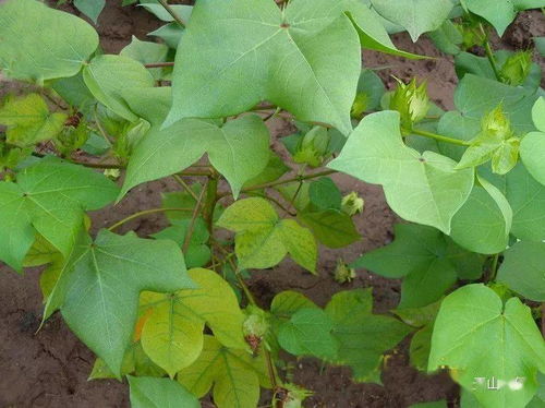 氮磷鉀，你真的用對了嗎？——谷物產(chǎn)品加工的隱形守護(hù)者