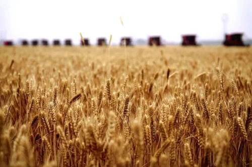 芒種時(shí)令，谷類作物生長的黃金期