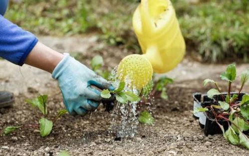 史丹利助力谷物豐產(chǎn) 優(yōu)質(zhì)肥料保障，莊稼成長無憂